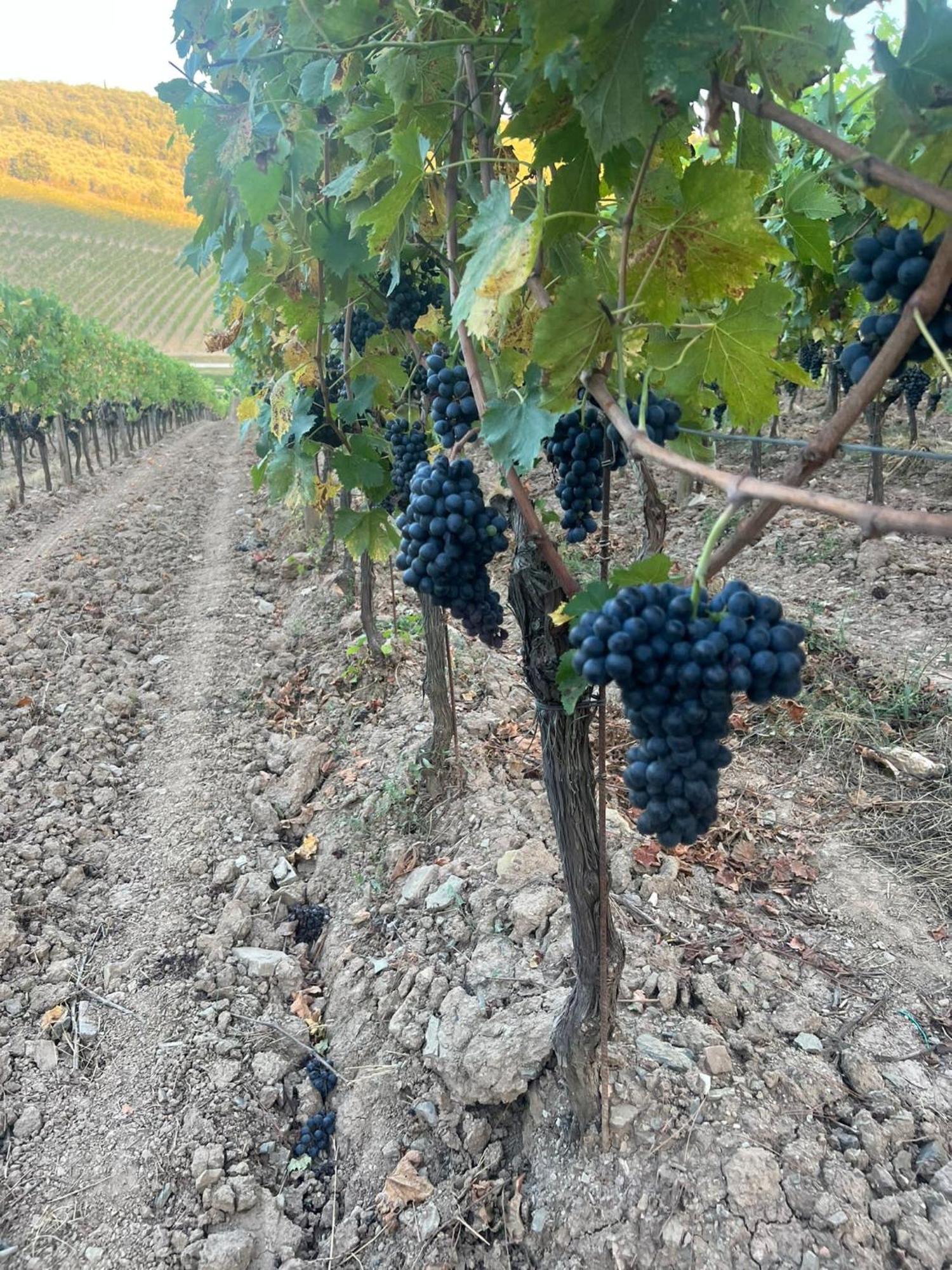 Locanda Podere Le Vigne Ξενοδοχείο Radda in Chianti Εξωτερικό φωτογραφία